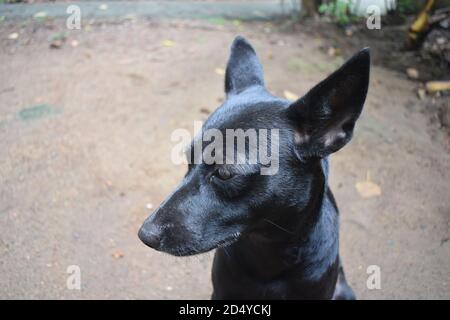 Schwarzer Hund Seite Gesicht Nahaufnahme Stockfoto