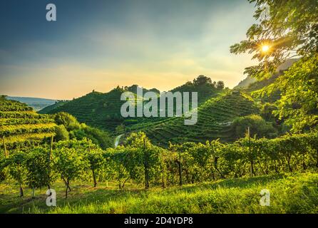 Prosecco Hills, Weinberge bei Sonnenuntergang. Unesco-Weltkulturerbe. Farra di Soligo. Venetien, Italien, Europa. Stockfoto