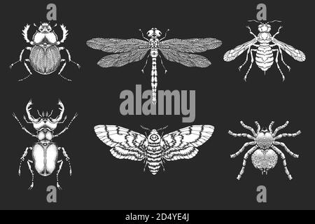 Vektor-Set von handgezeichneten Insekten. Verschiedene Insekten im realistischen Stil. Kollektion isoliert weiße Silhouette auf schwarzem Hintergrund. Stock Vektor