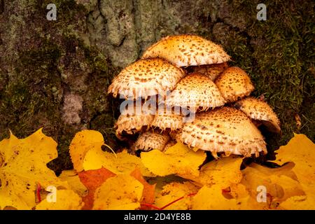 Wildpilze wachsen auf Baumstamm und in der Nähe von Baum Wurzeln im Herbst Stockfoto
