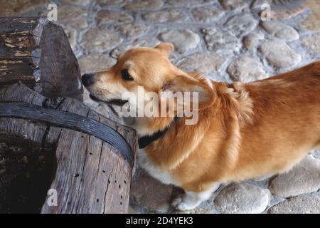 Der Erwachsene Corgi steht auf einem Steinboden Stockfoto