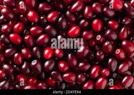 Frische Bio-Kornelbeeren Stockfoto