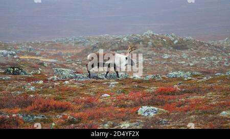 Rentiere nördlich von Ailakkavaara, Kilpisjärvi, Enontekiö Stockfoto