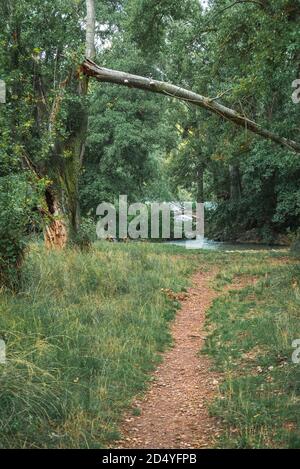 Gefallene und zerbrochene Bäume in einem Park nach einem Sturm. Palencia, Spanien Stockfoto