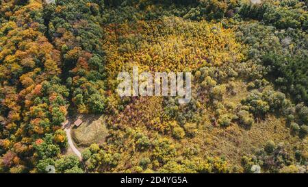 Schönes Luftbild von üppigen Herbstbäumen mit goldorangen Farben in den Schweizer Alpen aufgenommen. Stockfoto