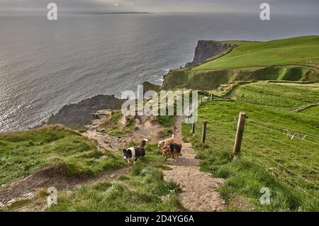 Drei Hunde, die bei Sonnenuntergang die Klippen von moher entlangwandern. Hunde wandern an den Klippen von moher, Irland. Stockfoto