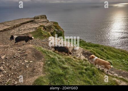 Drei Hunde, die bei Sonnenuntergang die Klippen von moher entlangwandern. Hunde wandern an den Klippen von moher, Irland. Stockfoto