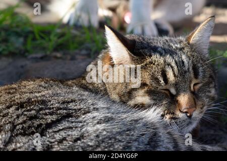 Tabby Katze schlafen vor großen Hund Stockfoto