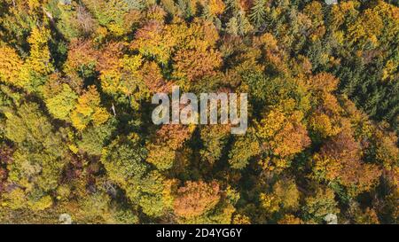 Schönes Luftbild von üppigen Herbstbäumen mit goldorangen Farben in den Schweizer Alpen aufgenommen. Stockfoto