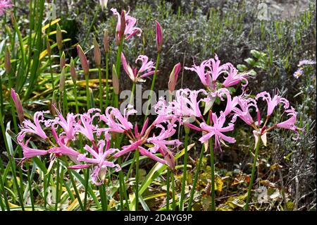 Nerine bowdenii , Bowden Lilie blüht in Blüte, Sidcup, Kent. VEREINIGTES KÖNIGREICH Stockfoto