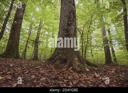 Weitwinkelaufnahme von hohen Bäumen und Vordergrundstämmen und Ästen in einem herbstlichen Herbstwald, der an einem üppigen, stimmungsvollen Tag mit gefallenen Blättern bedeckt ist. Stockfoto