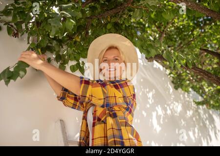 Blonde Frau im Strohhut auf Leiter stehend, Bäume beschneiden Stockfoto