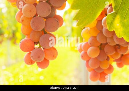 Reife Trauben in einem Weinberg an einem sonnigen Morgen - Hintergrundbeleuchtung Stockfoto