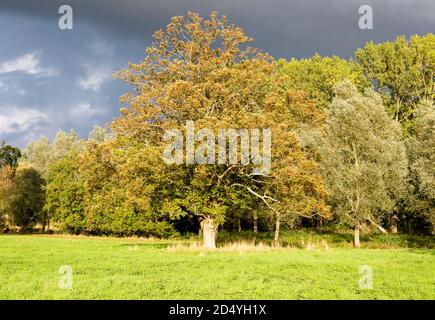 Dramatischer stürmischer Himmel strahlender Sonnenschein auf Platanen, Weiden- und Lindenbäumen, Methersgate, Suffolk, England, Großbritannien Stockfoto