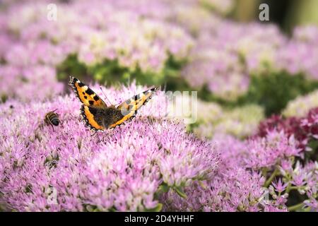 Ein kleiner Tortoiseshell Schmetterling Aglais urtica und eine Biene, die sich von den Blüten einer Sedum-Pflanze ernährt. Stockfoto