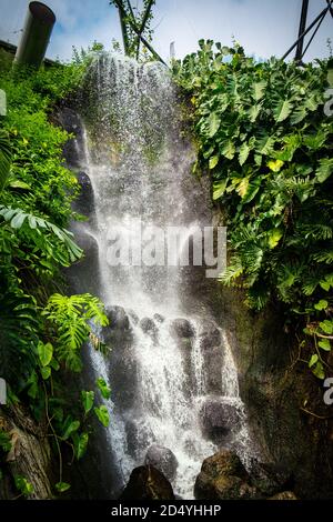 Ein künstlicher Wasserfall im Regenwald Biome im Eden Projektkomplex in Cornwall. Stockfoto