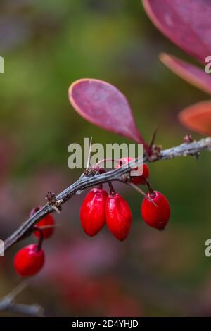 Nahaufnahme des Zweiges von Berberis thunbergii mit Früchten. Stockfoto