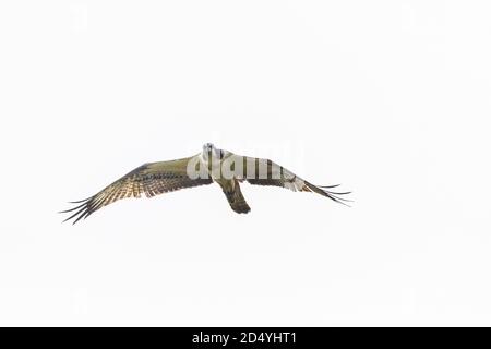 Ein westlicher Fischadler Pandion haliaetus, der über dem Himmel fliegt. Stockfoto