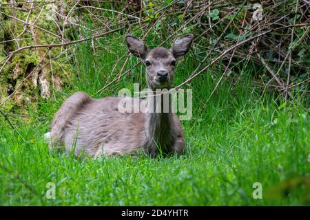 Nahaufnahme eines jungen Hirsches, der im Gras liegt. Fawn liegt im Wald. Stockfoto