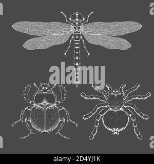 Vektor-Set von handgezeichneten Insekten. Verschiedene Insekten im realistischen Stil: spinnentarantel, Libelle und Skarabäus. Sammlung isoliert auf schwarzem Hintergrund Stock Vektor