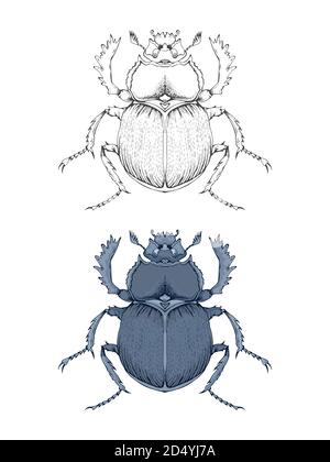 Vektorgrafik mit handgezeichneter Skarabäus. Zwei Varianten von Insekten: Einfarbig und farbig. In realistischem Stil. Isoliert auf withe Hintergrund. Stock Vektor