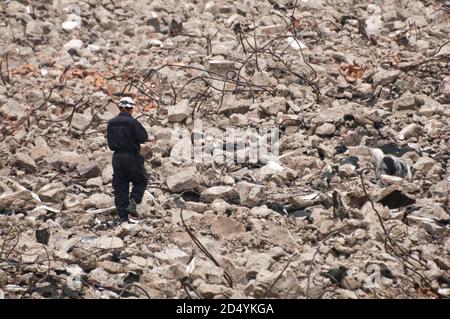 Trainingshund für Such- und Rettungsmission Stockfoto