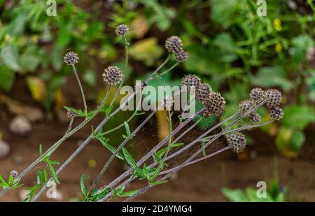 Trockene Klettenköpfe schließen sich am Rand eines Feldes an. Stockfoto