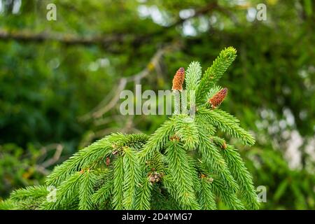 Zwei kleine Zapfen auf einem Fichtenzweig. Stockfoto