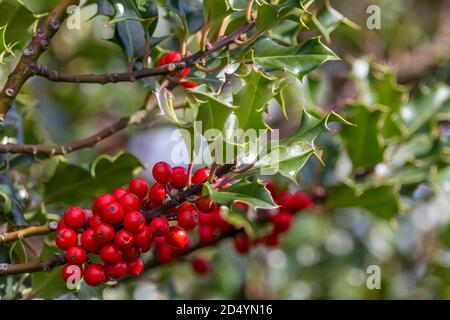 Holly und rote Beeren Ilex aquifolium, saisonale Dekoration zu weihnachten. Steife ledrige Blätter mit stacheligen Rändern dunkelgrün über blasser unten. Stockfoto