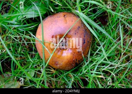 Single faulen Windfall Apfel in grünem Gras, norfolk, england Stockfoto