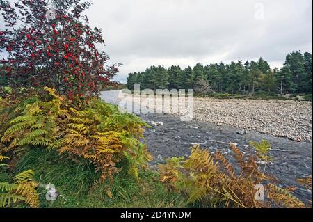 Farne in Herbstfarbe und Bergasche mit leuchtend roten Beeren am Ufer des Flusses Dee in Aboyne, Aberdeenshire, Schottland. Stockfoto