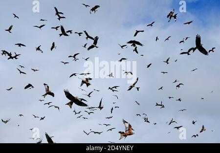 Gigrin Farm, Red Kite Futterstation, rhayader, powys, wales Stockfoto