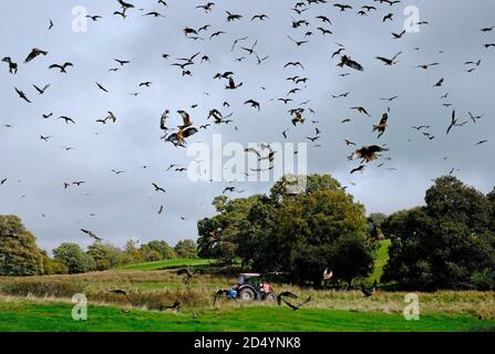 Gigrin Farm, Red Kite Futterstation, rhayader, powys, wales Stockfoto