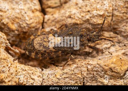 Flacher Käfer (Mezira subsetosa) Stockfoto