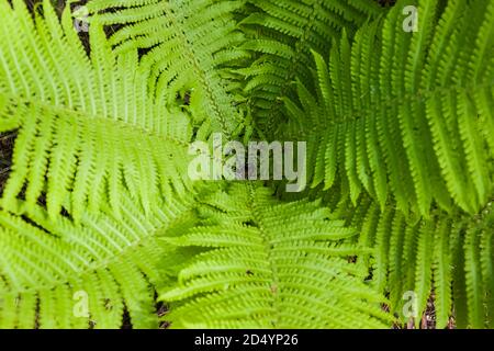 Im Wald wachsen mehrere frische, leuchtend grüne Fennen. Stockfoto