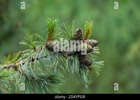 Grüne, unreife Zapfen von Zwergzeder aus der Nähe. Geschenke des Waldes. Stockfoto