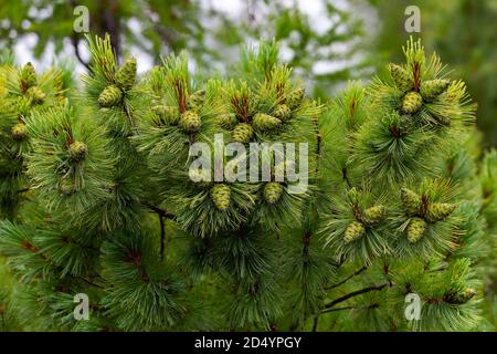 Grüne, unreife Zapfen von Zwergzeder aus der Nähe. Geschenke des Waldes. Stockfoto