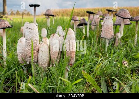 Shaggy Cap auf einem Rasen in der Provinz Overijssel, Niederlande Stockfoto