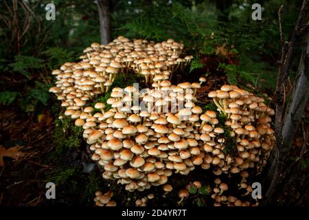 Schwefel tuft schöne Herbstpilze mit einer schönen Schwefelfarbe In einer großen Gruppe vor allem auf Baumstämmen in der Wald Stockfoto