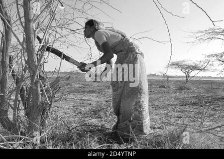 Harte Arbeit: Junge indische Mädchen schlagen Holz im Nationalpark Little Rann of Kutch, in der Salzsumpf-Landschaft im Bundesstaat Gujarat, Indien Stockfoto