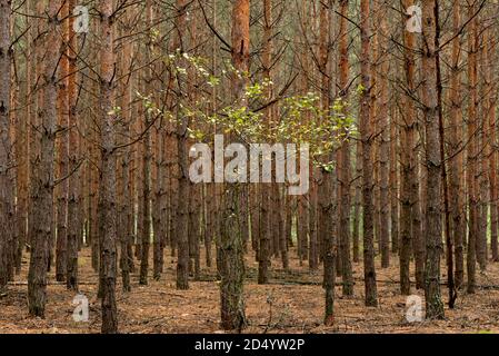 Leuchtend grüner Baum zwischen Kiefernwald. Hohe junge Stämme aus Kiefer scheint wie eine Wand. Herbstlicher saisonaler Hintergrund. Stockfoto