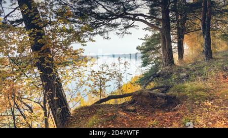 Herbstlandschaft große knorrige Kiefern am Ufer des Flusses. Nahaufnahme hd horizontal Stockfoto