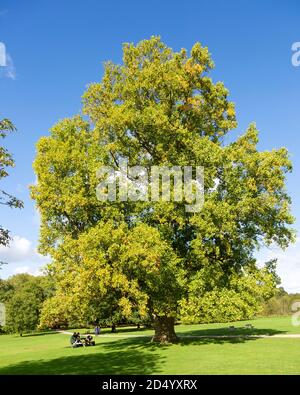 London Platane, Platanus × acerifolia oder Platanus × hispanica. Audley End House and Gardens, Essex, England, Großbritannien Stockfoto