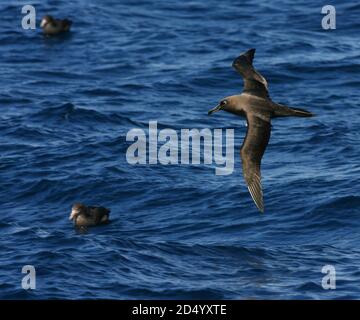 Rußalbatros (Phoebetria fusca), Erwachsener im Flug über dem südlichen Atlantik, Tristan da Cunha Stockfoto