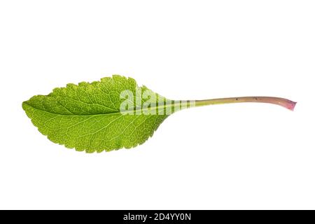 Goldrute, Goldrute (Solidago virgaurea), Blatt, Ausschnitt, Deutschland Stockfoto