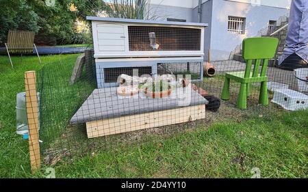 Inländisches Guineaschwein (Cavia aperea f. porcellus, Cavia porcellus), Freiluftgehege im Garten, Deutschland Stockfoto