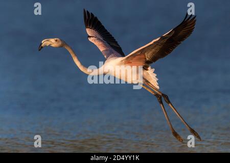 Großer Flamingo (Phoenicopterus roseus, Phoenicopterus ruber roseus), im Flug, Italien, Stagno di Peretola Stockfoto