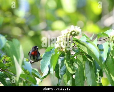 Schwarzer Blütenpecker (Dicaeum celebicum), auf einem kleinen Zweig in tropischen Wäldern, Indonesien, Sulawesi, Togischen Inseln thront Stockfoto