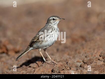 Kanarischen Pitpit, Berthelot's Pipit (Anthus berthelotii), auf dem Boden sitzend, Madeira Stockfoto