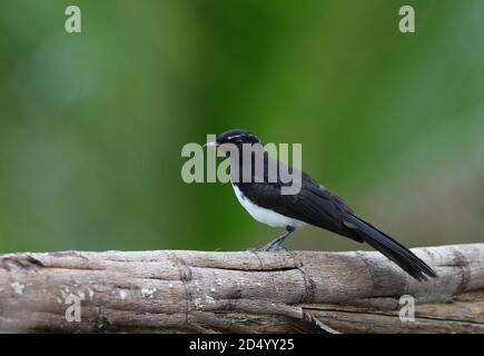 Willie Wagtail (Rhipidura leucophrys melaleuca, Rhipidura melaleuca), sitzend auf einem Ast, Indonesien, Nord-Maluku, Halmahera Stockfoto